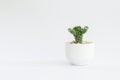 Cactus or succulent plants in pots, over white background Royalty Free Stock Photo