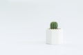 Cactus or succulent plants in pots, over white background Royalty Free Stock Photo