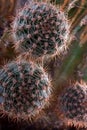 Cactus, succulent