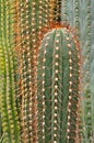 Cactus succulent