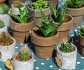 Cactus and succulents collection in small flowerpots on polka do