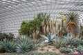 Cactus and succulents in the Flower Dome at Gardens By The Bay in Singapore Royalty Free Stock Photo