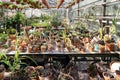 Cactus and succulents in greenhouse growing in pots for selling to flower shop. Botanical glasshouse Royalty Free Stock Photo