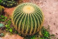 Cactus , succulents in the ground in the park Royalty Free Stock Photo