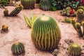 Cactus , succulents in the ground in the park Royalty Free Stock Photo