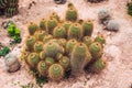 Cactus , succulents in the ground in the park Royalty Free Stock Photo
