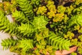Cactus , succulents in the ground in the park Royalty Free Stock Photo