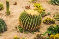Cactus , succulents in the ground in the park Royalty Free Stock Photo