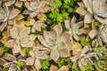 Cactus , succulents in the ground in the park Royalty Free Stock Photo