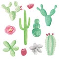 Cactus Succulents Hand Painted Watercolor Cacti Flower Elements