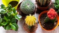 Cactus and succulents house plants background. Collection of various house plants on white wooden background.