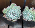 cactus succulents in planter Royalty Free Stock Photo