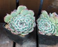 cactus succulents in planter