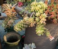 cactus succulents in planter Royalty Free Stock Photo