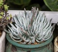 Cactus succulents in planter Royalty Free Stock Photo