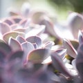 Cactus succulents in a planter Royalty Free Stock Photo