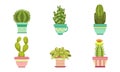 Cactus and Succulents Plants in Flower Pots Set, Potted Houseplants Vector Illustration Royalty Free Stock Photo