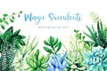 Cactus and succulents plants, horizontal background, hand drawn