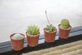 Cactus and succulents pot. Royalty Free Stock Photo