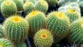 Cactus succulents are thorny plants that have beauty