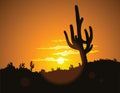 Cactus Sunset