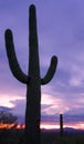 Cactus at sunset, Saguaro National Park Royalty Free Stock Photo