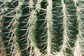 Cactus surface Royalty Free Stock Photo