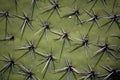 Cactus surface with spikes Royalty Free Stock Photo