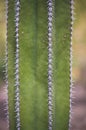 Cactus surface with spikes vertical Royalty Free Stock Photo