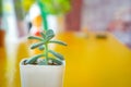 Cactus on the table and natural bokeh background. Royalty Free Stock Photo