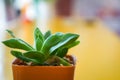 Cactus on the table and natural bokeh background. Royalty Free Stock Photo