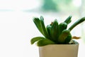 Cactus on the table and natural bokeh background. Royalty Free Stock Photo