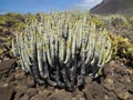 Cactus in Teno Point, Tenerife island Royalty Free Stock Photo