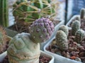 Cactus Tephrocactus geometricus with new off-shoot Royalty Free Stock Photo