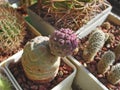 Cactus Tephrocactus geometricus with new off-shoot Royalty Free Stock Photo