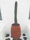 Cactus on teracotta pot Royalty Free Stock Photo