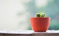 Cactus on the terrace with blur rainy day background