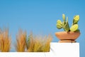 Cactus in Terracotta Pot on White Wall Royalty Free Stock Photo