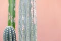 Cactus Textire Closeup Pastel Colors