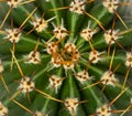 Cactus texture