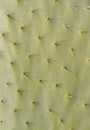 Cactus texture Royalty Free Stock Photo