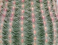 Cactus texture background