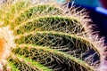 Cactus Texture Background