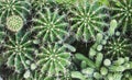 Cactus texture, green plant