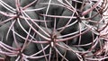 cactus texture with pattern of huge thorns, photo taken close up Royalty Free Stock Photo