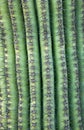Cactus textures