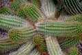 Cactus textures, closeup of cactus, green succulent closeup, natural lawn background, detailed closeup of cactus texture