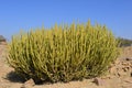 Cactus at Thar desert Royalty Free Stock Photo
