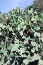 Cactus thicket of prickly pear