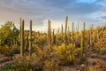 Cactus thickets in the rays of the setting sun, Saguaro National Park, southeastern Arizona, United States Royalty Free Stock Photo